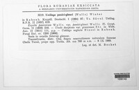 Ustilago panici-glauci image